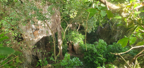 Lush Canopy